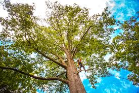 Best Seasonal Cleanup (Spring/Fall)  in Northlake, TX