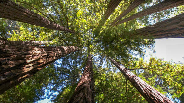 Best Hazardous Tree Removal  in Northlake, TX