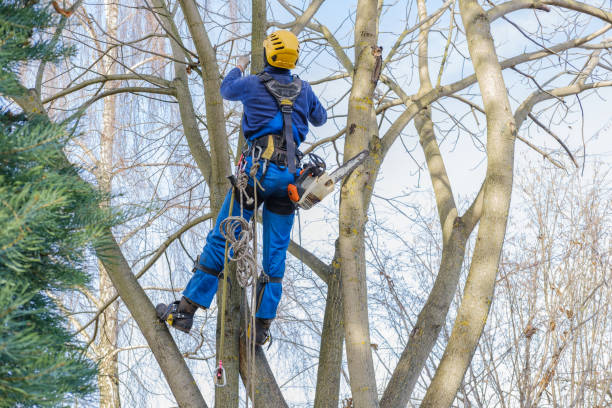 Tree and Shrub Care in Northlake, TX