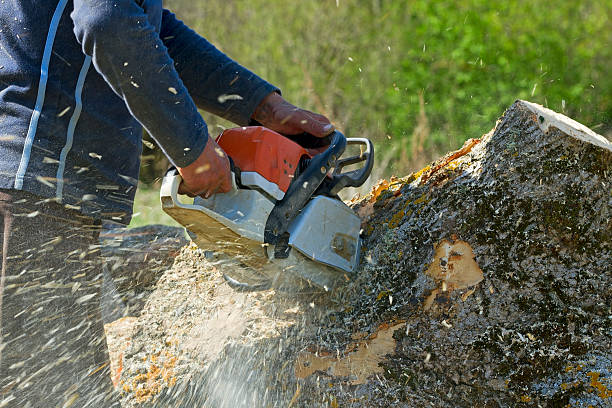 Professional Tree Services in Northlake, TX